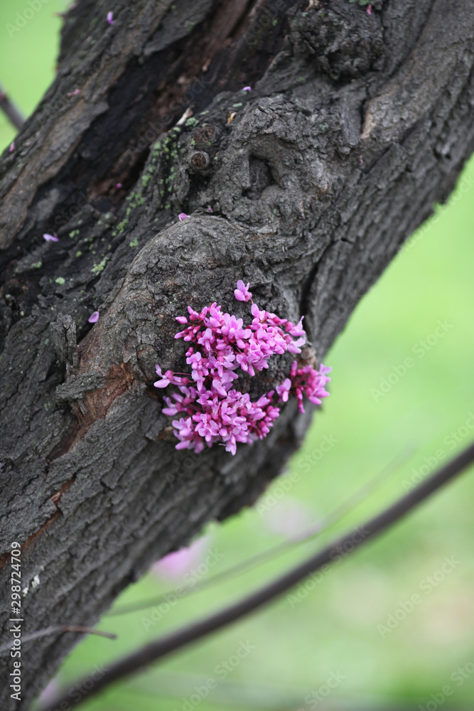 closeup of delicate pink blossoms on tree bark in Spring