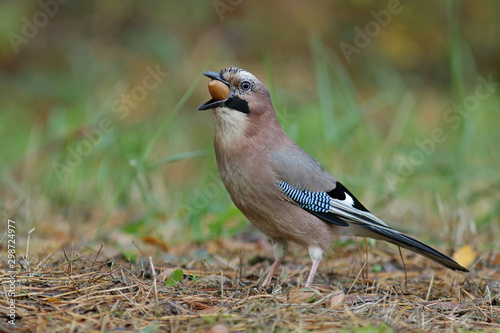 bird on a branch