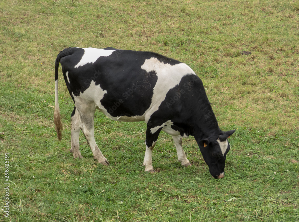 Cow grazing in the field of green grass