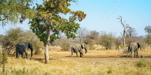 elephants in kruger national park, mpumalanga, south africa 5