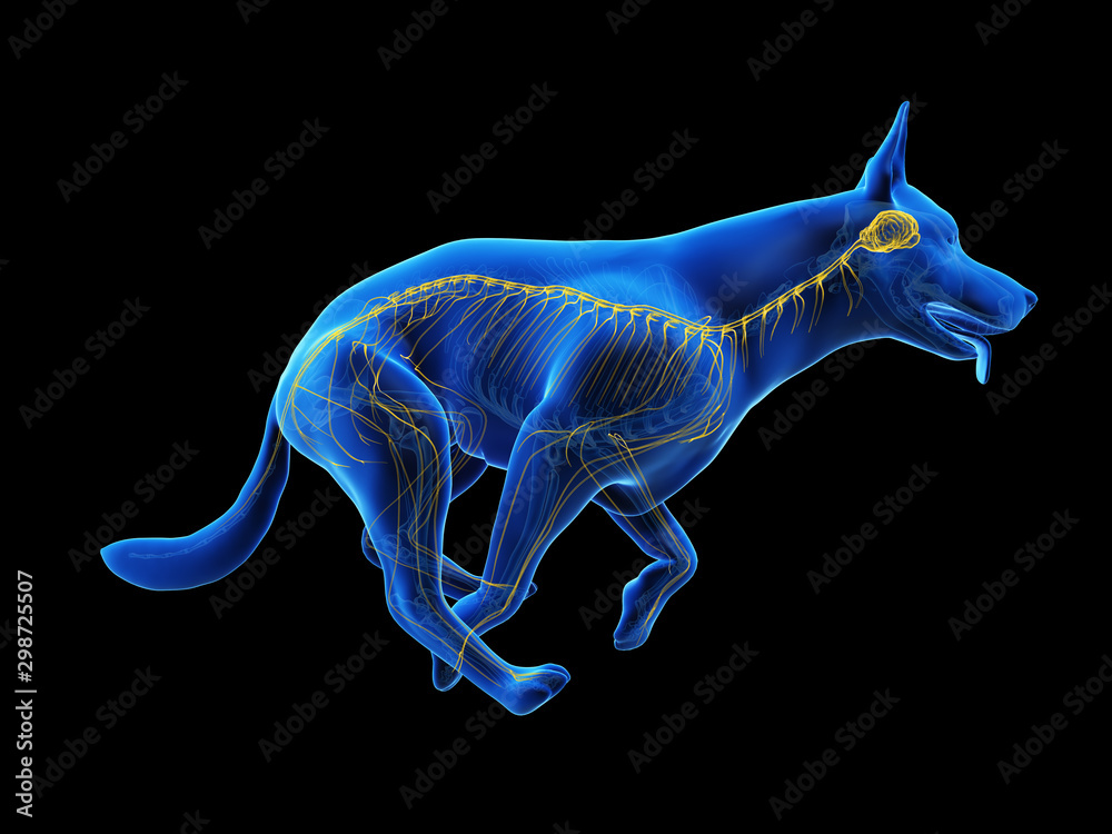 Fototapeta premium 3d rendered medically accurate illustration of a dogs nervous system