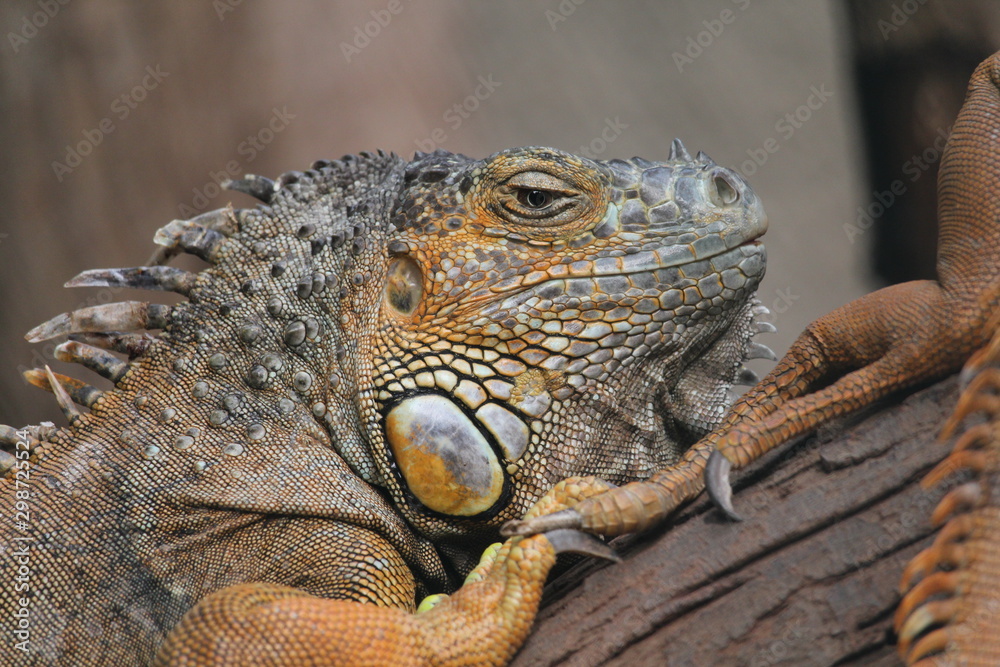 Fototapeta premium iguana on a branch