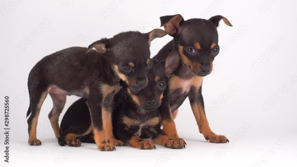Russian Toy Terrier puppy dog white background Russian Toy Terrier puppy dog white background