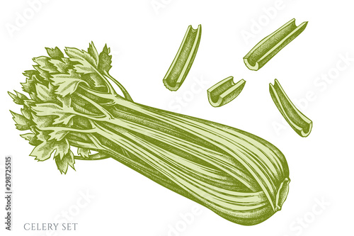 Vector set of hand drawn pastel celery