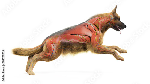 Photography 3d rendered medically accurate illustration of a dogs muscular system