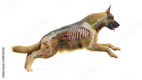 3d rendered medically accurate illustration of a dogs internal anatomy