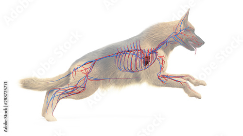 3d rendered medically accurate illustration of a dogs vascular system