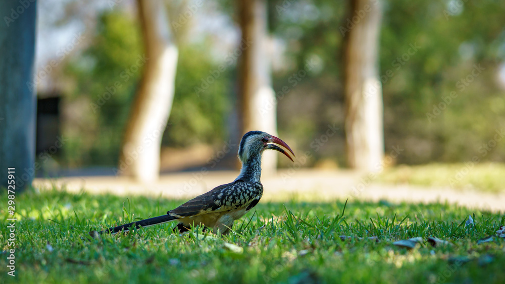 Obraz premium southern yellow-billed hornbill in kruger national park, mpumalanga, south africa 12