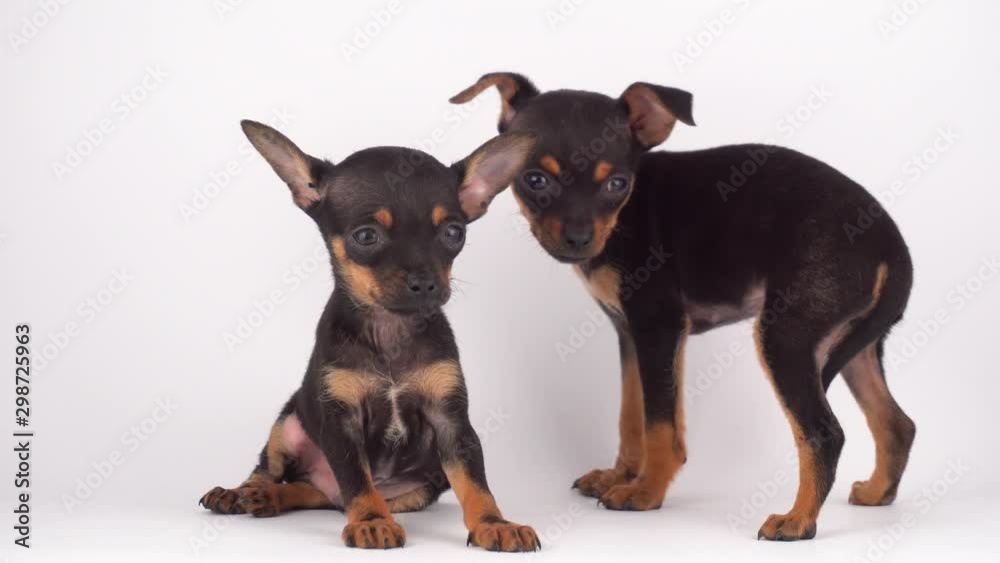 Russian Toy Terrier puppy dog white background Russian Toy Terrier puppy dog white background