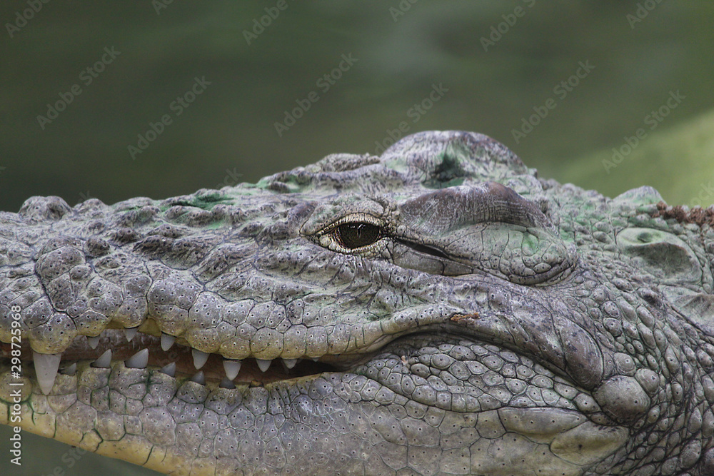 Fototapeta premium closeup of a crocodile