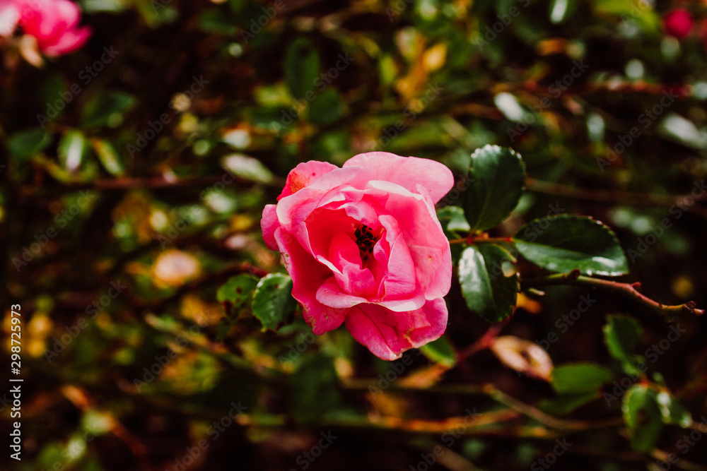 Obraz premium bright blooming rose flower on green background