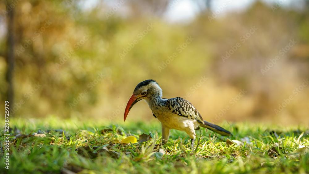 Fototapeta premium southern yellow-billed hornbill in kruger national park, mpumalanga, south africa 25