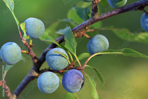 Blue sloes grow on a branch of the sloe tree in front of green background in nature
