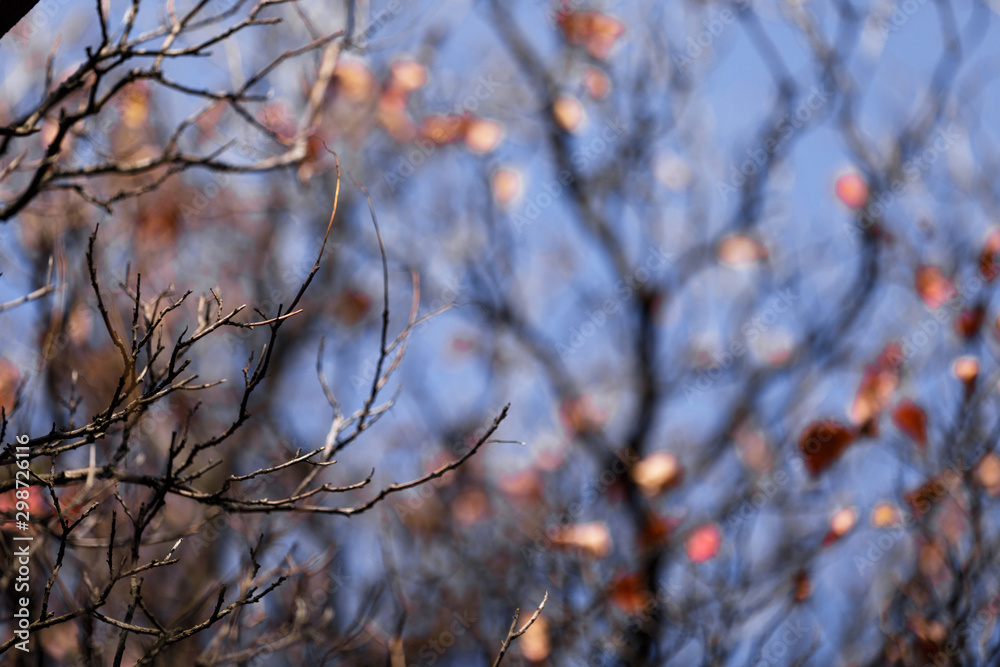 autumn leaves background. tree branch with autumn leaves against the blue sky autumn leaves background. tree branch with autumn leaves against the blue sky