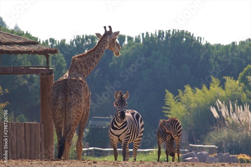 Photography giraffe in the zoo