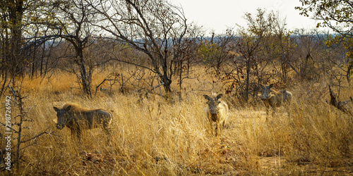 warthogs in kruger national park  mpumalanga  south africa