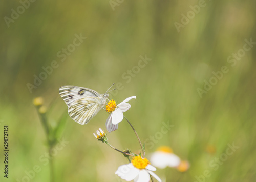 Mariposa blanca sobre una flor con el fondo desenfocado © Daniel Saldaña