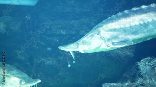 Fish swimming underwater. Huso dauricus. fish Kaluga photo