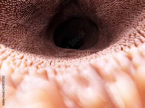 Obraz na plátně 3d rendered medically accurate illustration of the intestinal villi