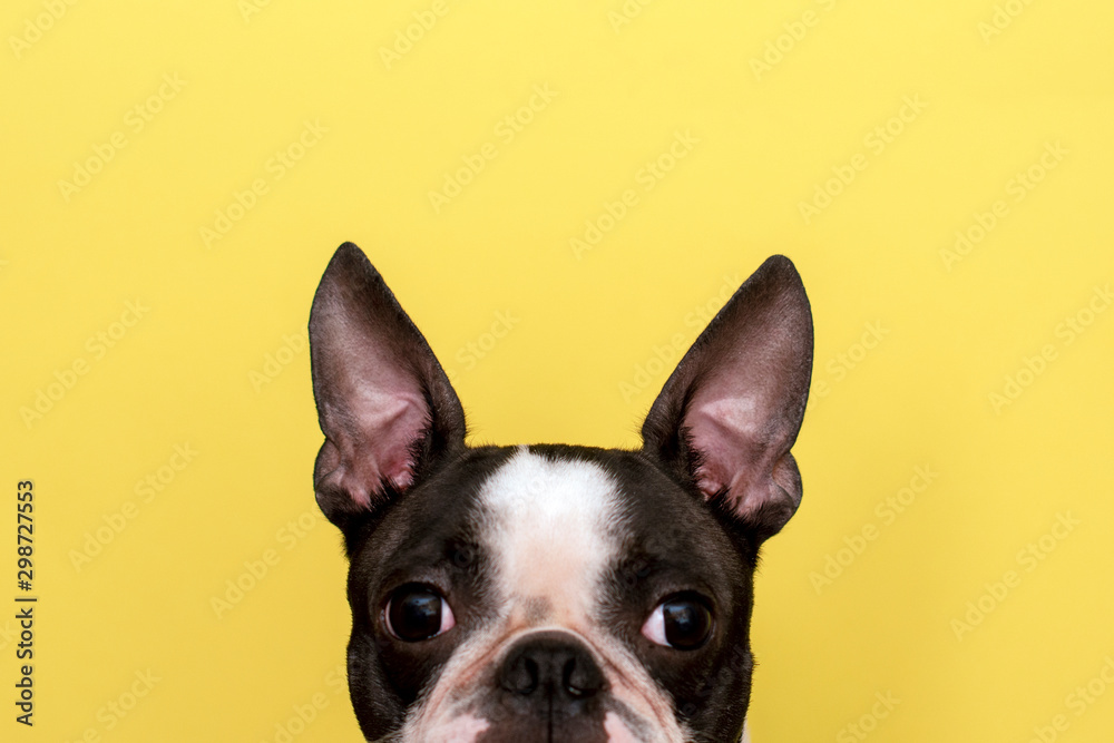 Creative portrait of a Boston Terrier dog with big ears on a yellow background. Minimalism. Copy space.