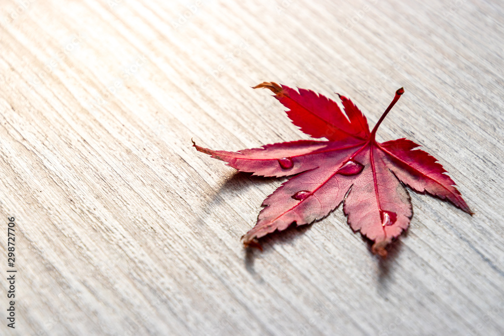 Herbst Hintergrund, rotes Ahornblatt mit Wassertropfen im Sonnenlicht auf Holzplatte