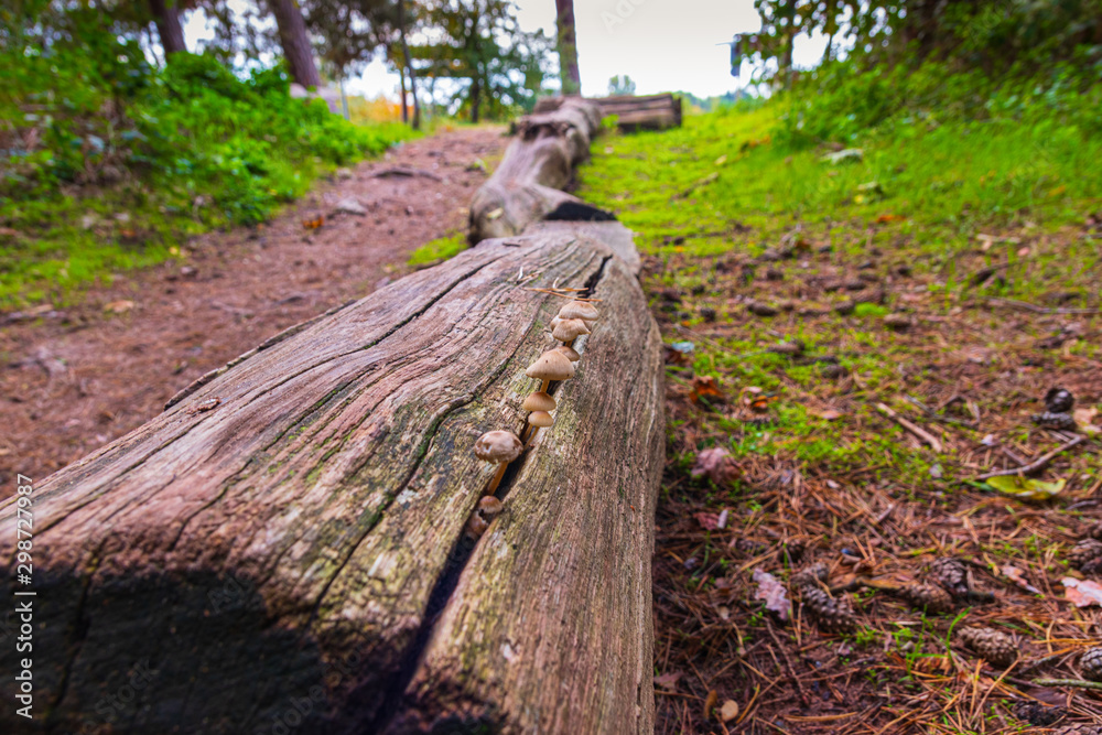Fototapeta premium Pathway through the autumn forest whit mushrooms