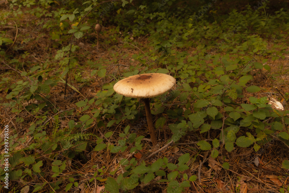 Mushrooms in the sunny forest Mushrooms in the sunny forest