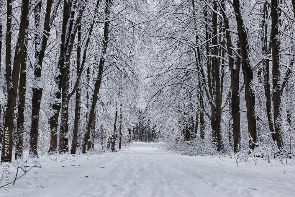 winter forest covered snow winter forest covered snow