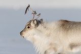 Beautiful Reindeer on white snow background