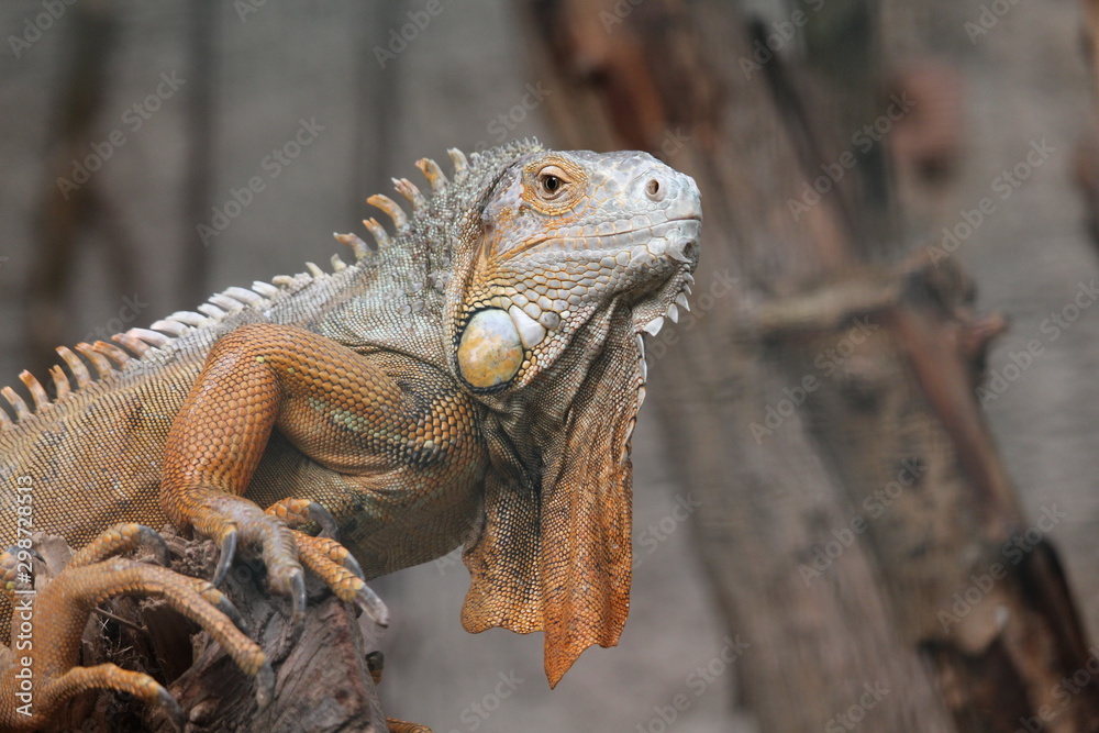 Obraz premium Iguana on the branch