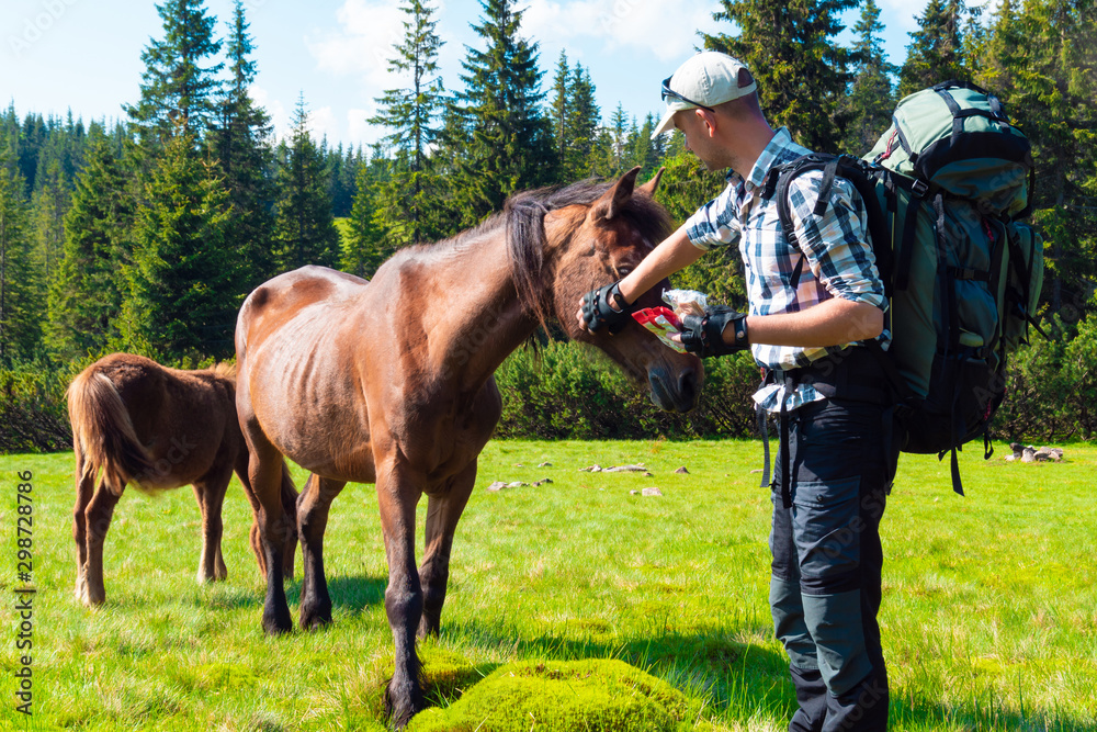 guy stroking and feeds a horse in the mountains guy stroking and feeds a horse in the mountains