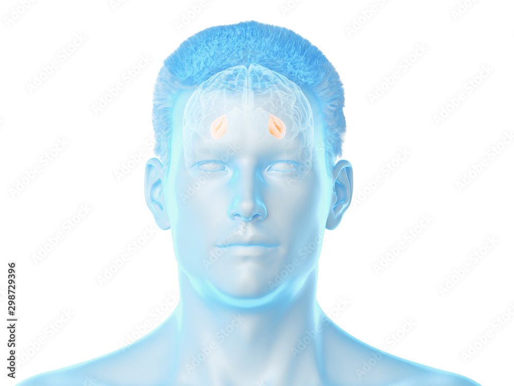 3d rendered medically accurate illustration of the brain anatomy - the putamen 3d rendered medically accurate illustration of the brain anatomy - the putamen
