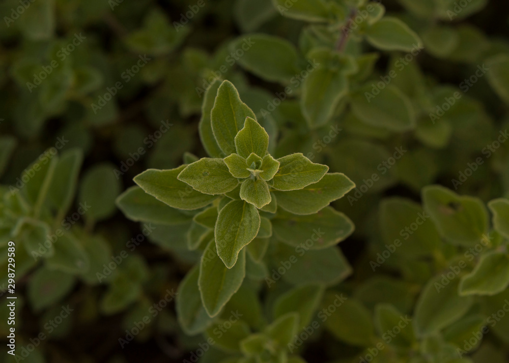 photograph of an oregano plant photograph of an oregano plant