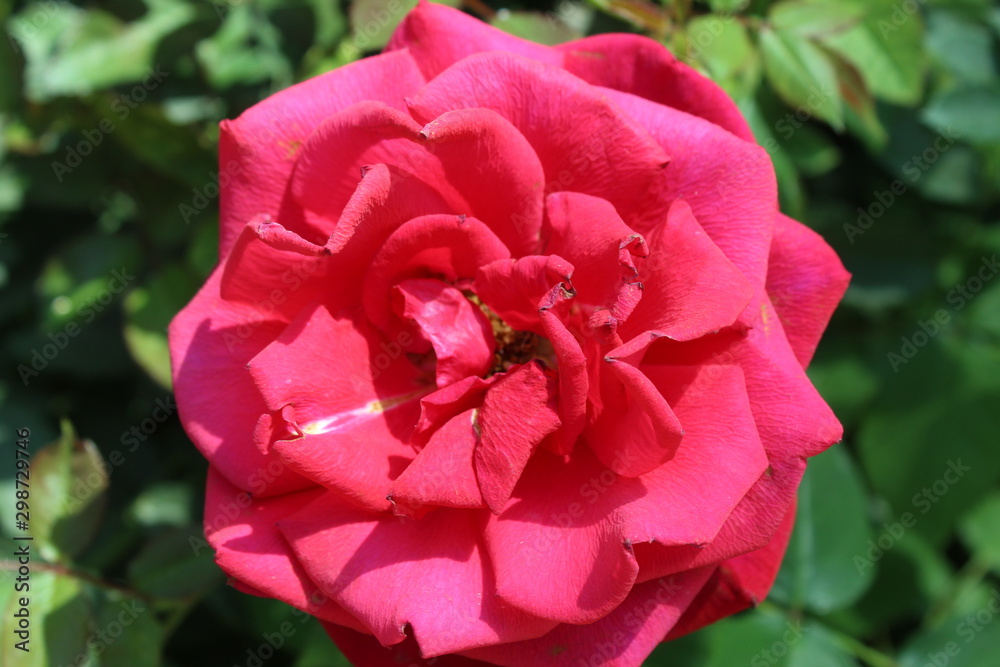 pink rose in garden pink rose in garden