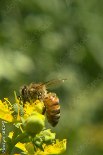 abeja en flor, bee on flower © Sergio Peña y Lillo