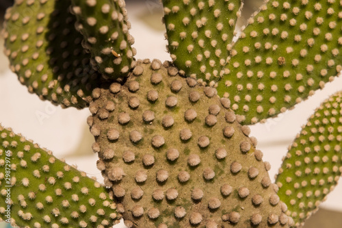 photograph of a cactus close up