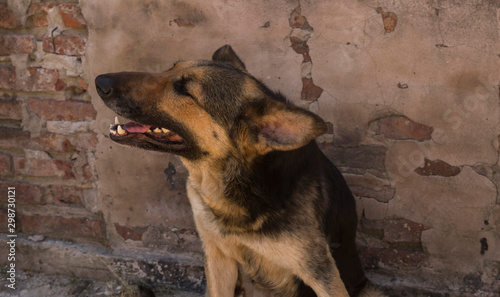 photograph of a dog posing