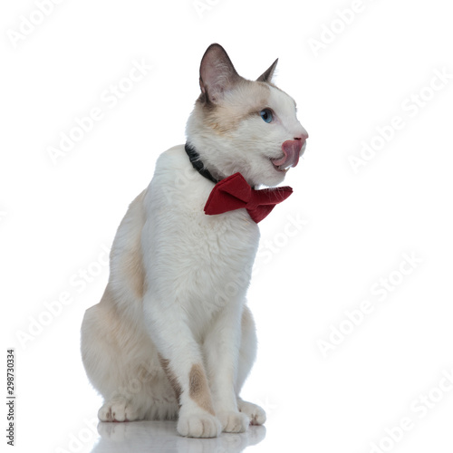 metis cat with red bowtie sitting and sticking out tongue