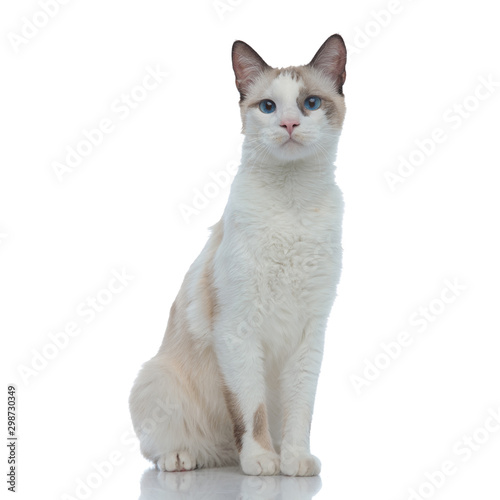 metis cat with white fur sitting with no occupation