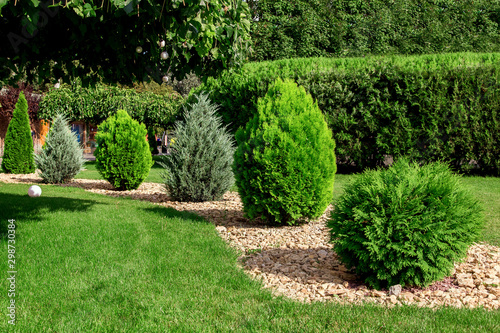 Landscaping garden with stones scattered wave with green bushes of evergreen thuja and green lawn on a sunny summer day.