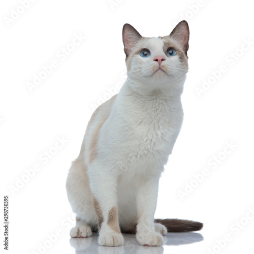 metis cat with white fur sitting and looking up
