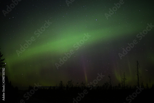 Northern lights over forestscape in the night