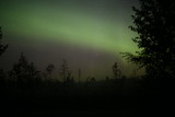 Northern lights over forestscape in the night