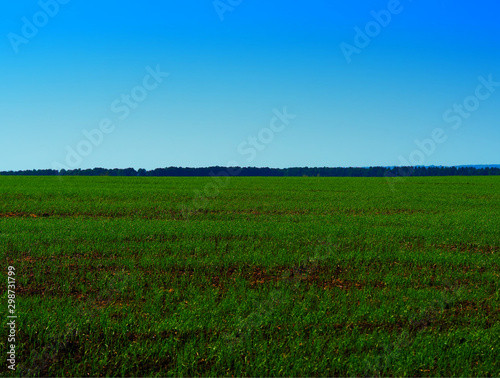 Dramatic green field landscape background