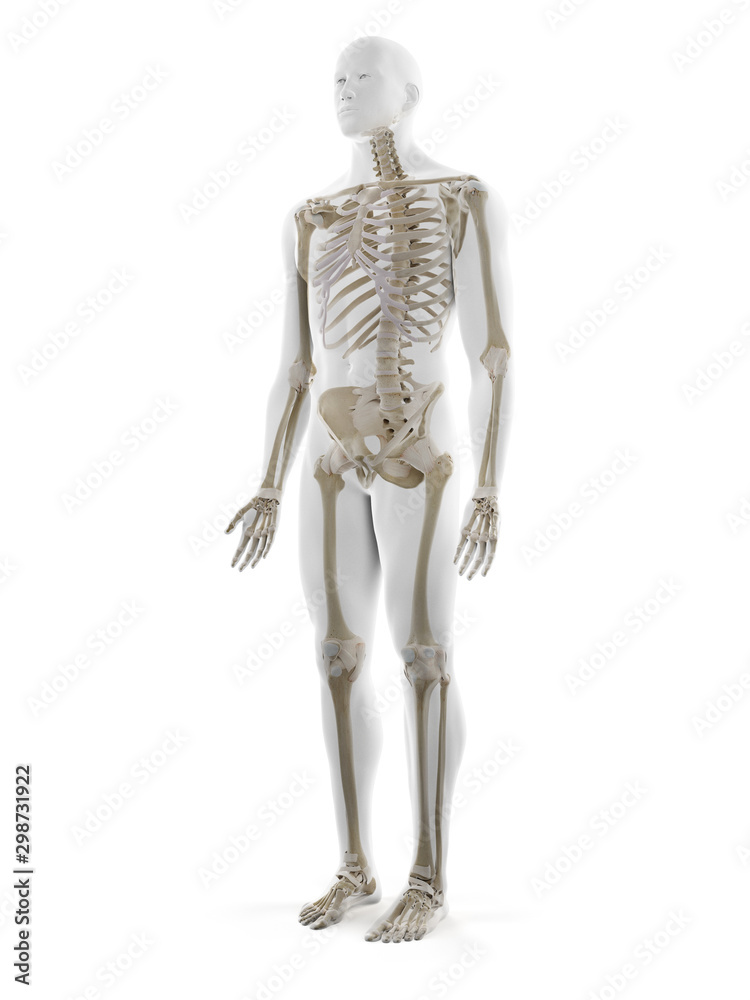 3d rendered medically accurate illustration of the human skeleton