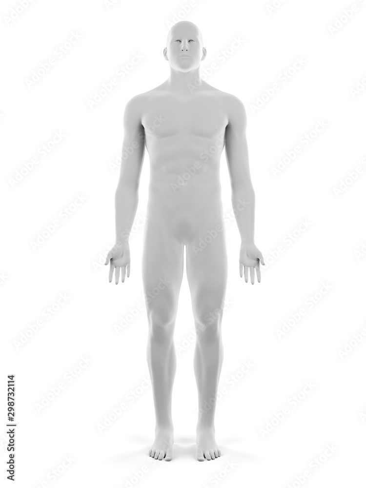 3d rendered medically accurate illustration of the male body 3d rendered medically accurate illustration of the male body