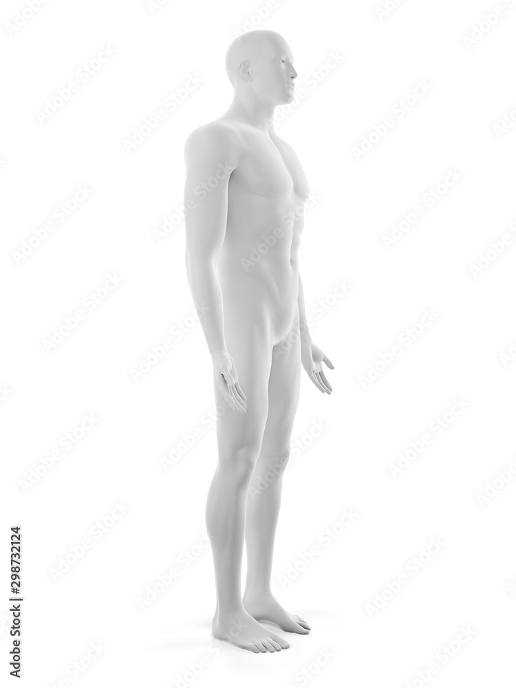 3d rendered medically accurate illustration of the male body