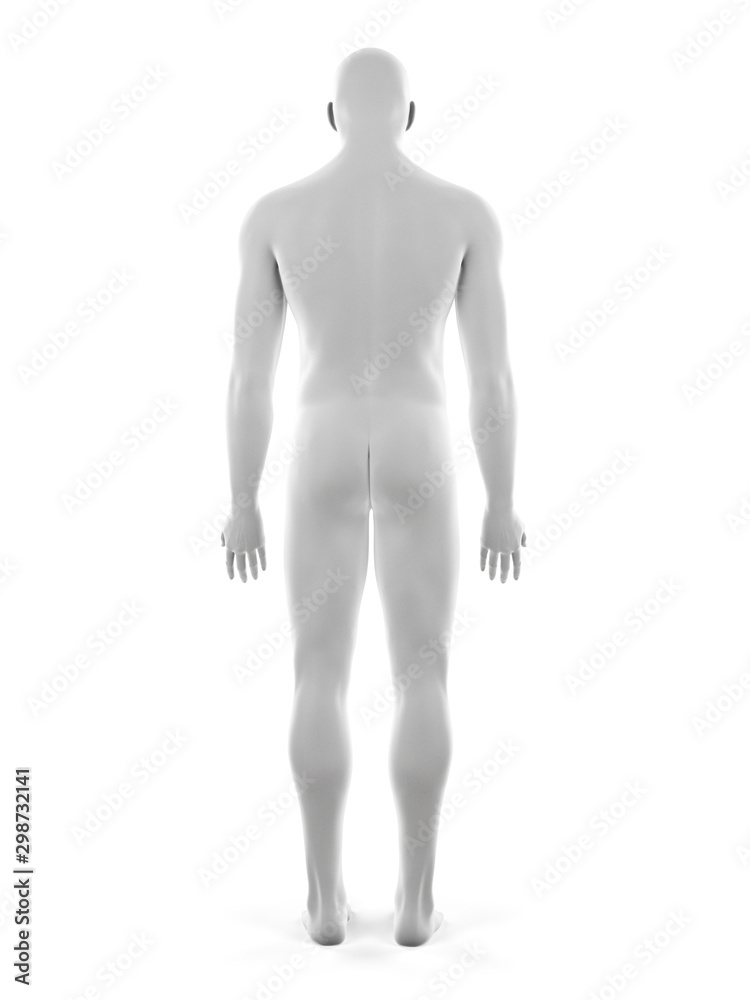 3d rendered medically accurate illustration of the male body 3d rendered medically accurate illustration of the male body