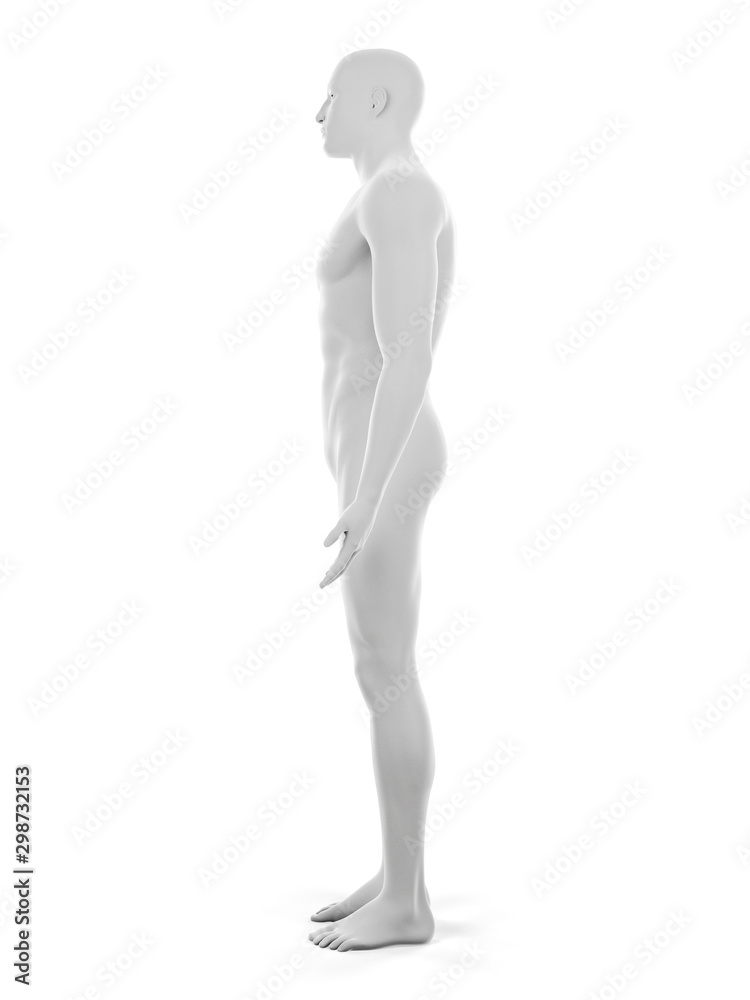 3d rendered medically accurate illustration of the male body 3d rendered medically accurate illustration of the male body