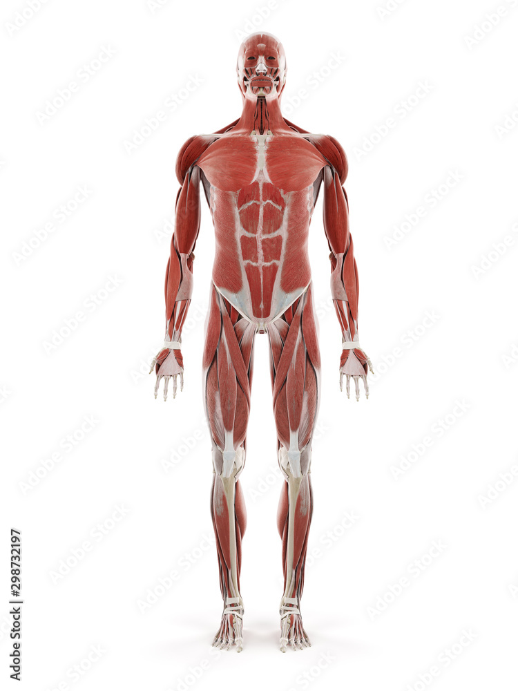 3d rendered medically accurate illustration of the human muscle system 3d rendered medically accurate illustration of the human muscle system